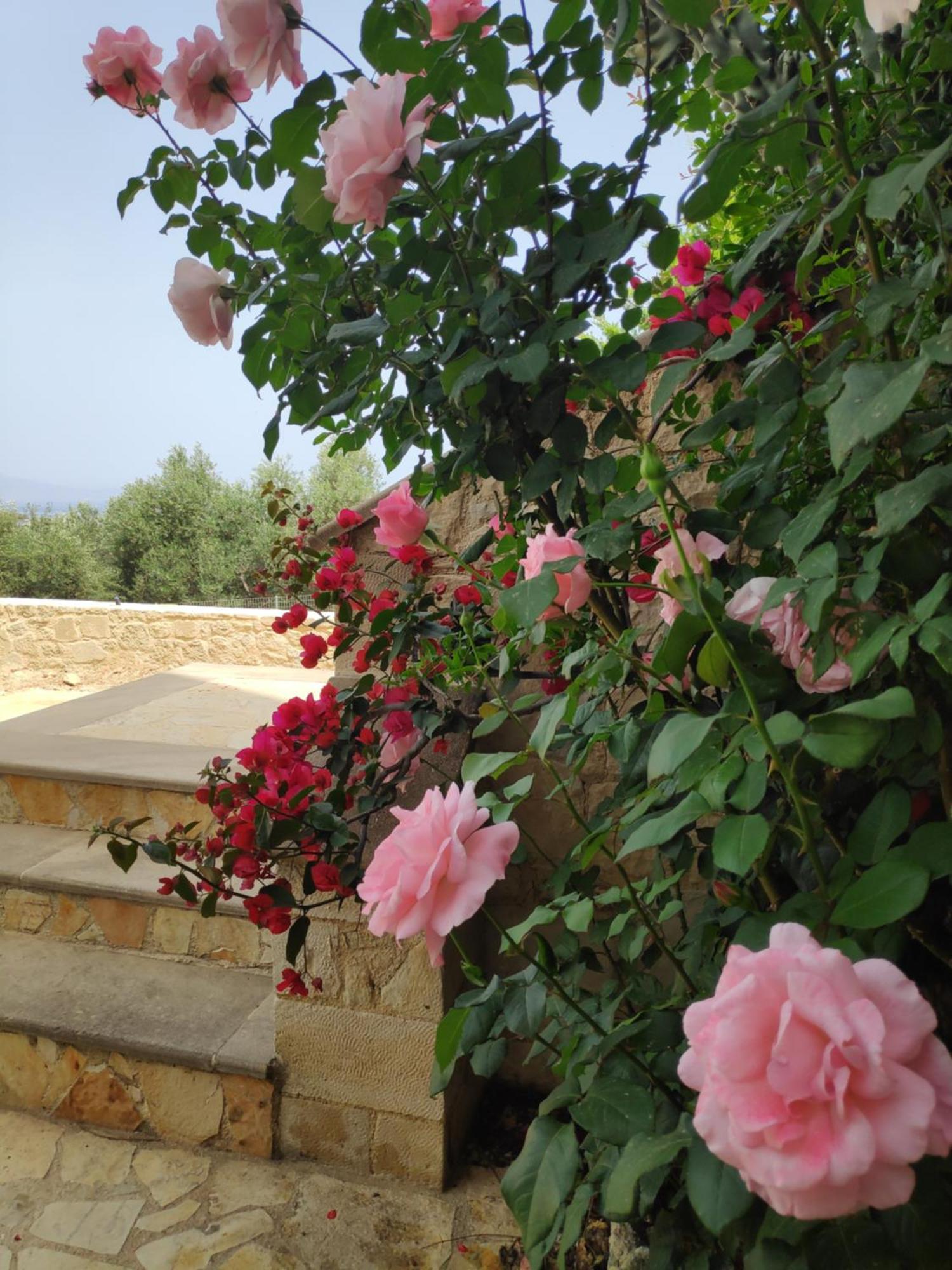 Xenia'S Countryside Guesthouse Ajía Marína Kültér fotó
